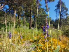 Salvia lavanduloides