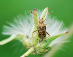Stictopleurus minutus