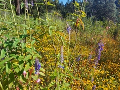 Salvia lavanduloides