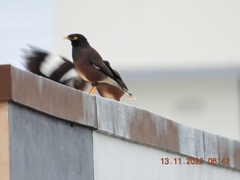 Acridotheres tristis