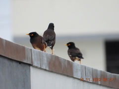 Acridotheres tristis