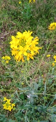 Brassica juncea