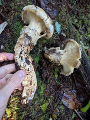 Catathelasma ventricosum