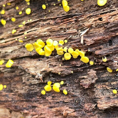 Calycina citrina