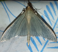 Neadeloides glaucoptera