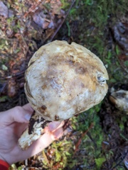 Catathelasma ventricosum