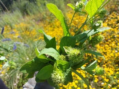Lepechinia caulescens