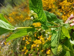 Lepechinia caulescens
