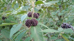 Callicarpa acuminata