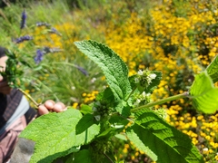 Lepechinia caulescens