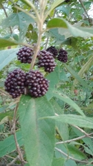 Callicarpa acuminata