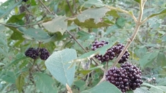Callicarpa acuminata