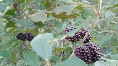 Callicarpa acuminata