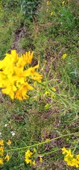 Brassica juncea