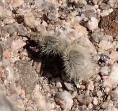 Dasymutilla sackenii