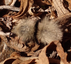 Dasymutilla sackenii