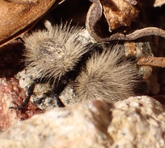 Dasymutilla sackenii