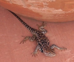 Sceloporus uniformis