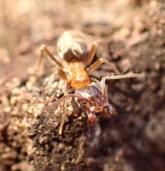 Liometopum occidentale