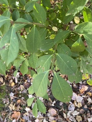 Euonymus alatus