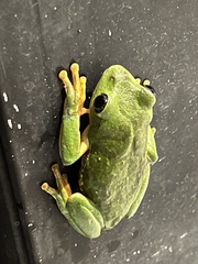 Agalychnis dacnicolor