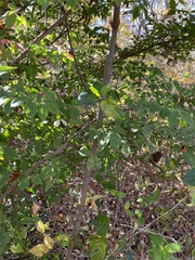 Euonymus alatus