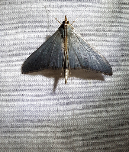 Neadeloides