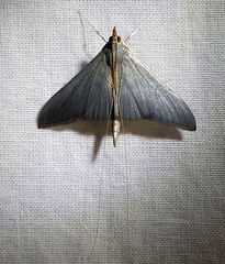 Neadeloides glaucoptera