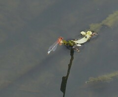 Xanthagrion erythroneurum