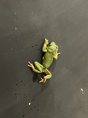 Agalychnis dacnicolor