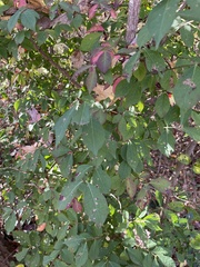 Euonymus alatus