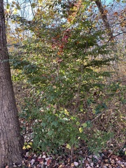 Euonymus alatus