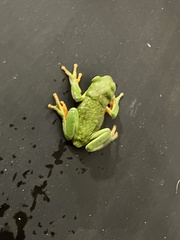 Agalychnis dacnicolor