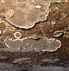 Peniophora albobadia