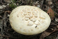 Amanita ochrophylla