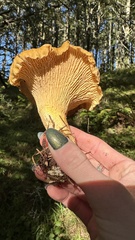 Cantharellus