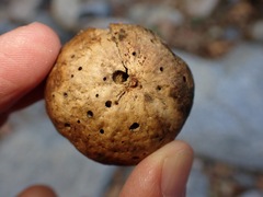 Amphibolips quercuspomiformis