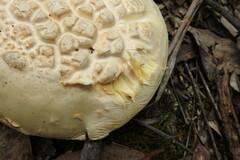 Amanita ochrophylla