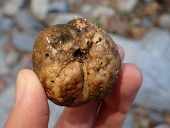 Amphibolips quercuspomiformis