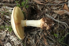 Amanita ochrophylla