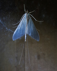 Neadeloides glaucoptera