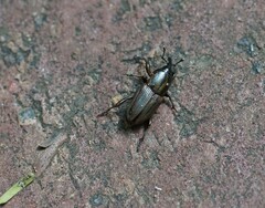 Sphenophorus brunnipennis