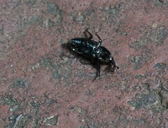 Sphenophorus brunnipennis