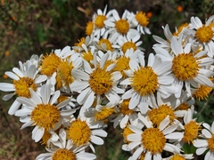 Montanoa bipinnatifida