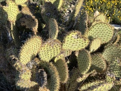 Opuntia strigil