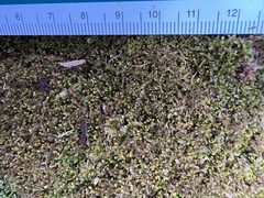 Odontoschisma sphagni