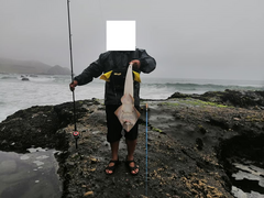 Pseudobatos planiceps