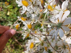 Montanoa bipinnatifida