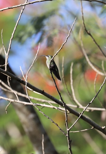 Anthracothorax dominicus