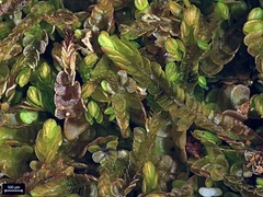 Odontoschisma sphagni